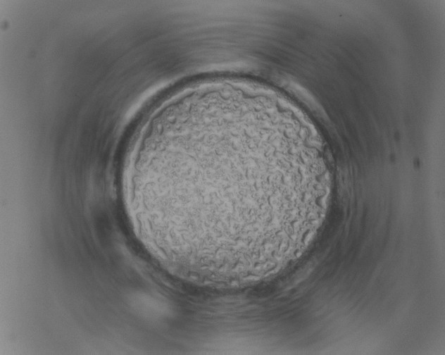 X0000077380628200611101730