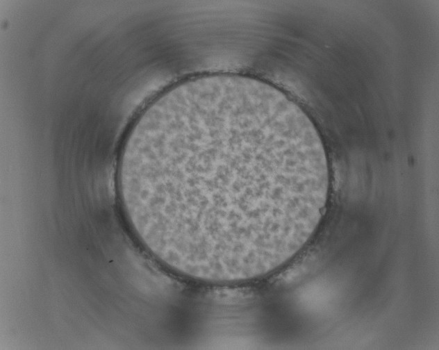 X0000077380632200611101730