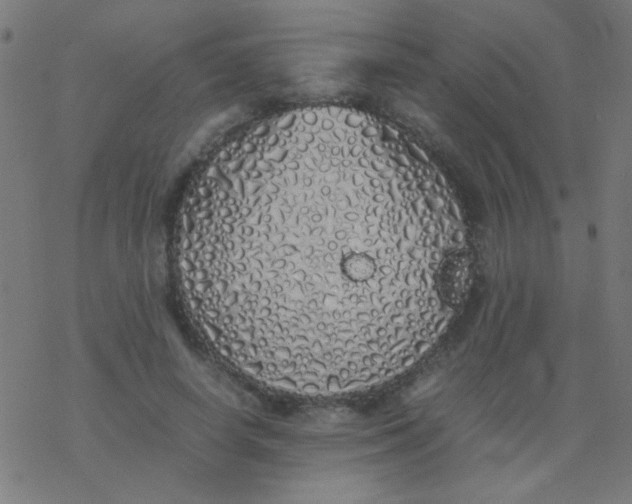 X0000077380642200611101730