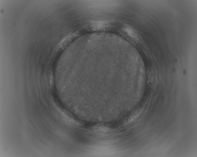 X0000077380648200611101730