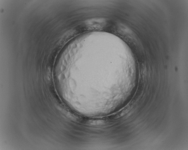 X0000077380649200611101730