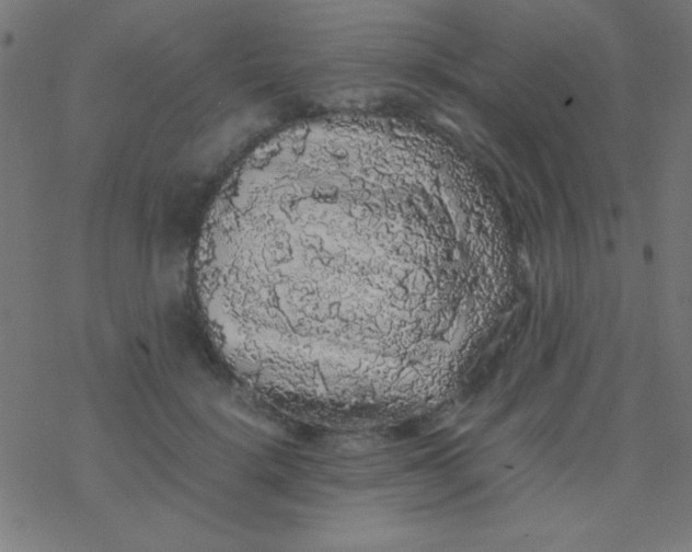 X0000077380652200611101730