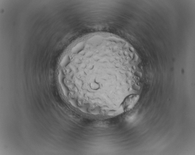 X0000077380656200611101731