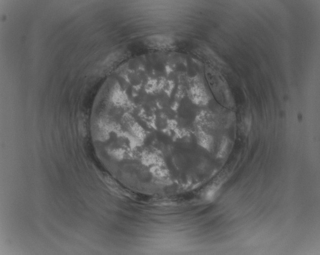 X0000077380658200611101731