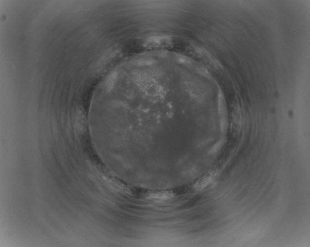 X0000077380659200611101731