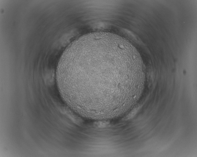 X0000077380660200611101731