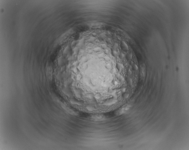 X0000077380666200611101731