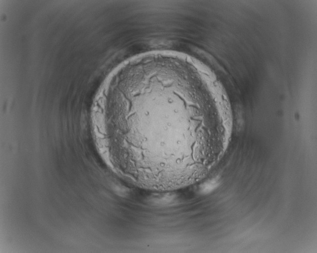 X0000077380667200611101731