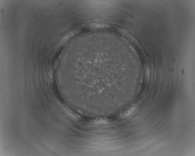 X0000077380668200611101731