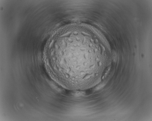 X0000077380670200611101731