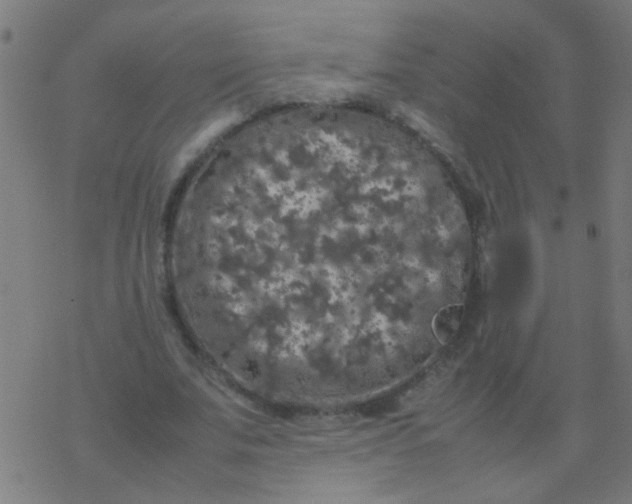 X0000077380679200611101730