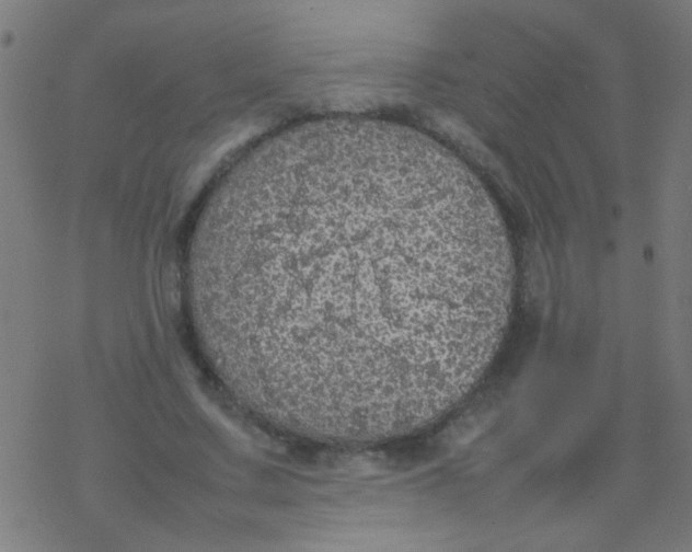 X0000077380683200611101730