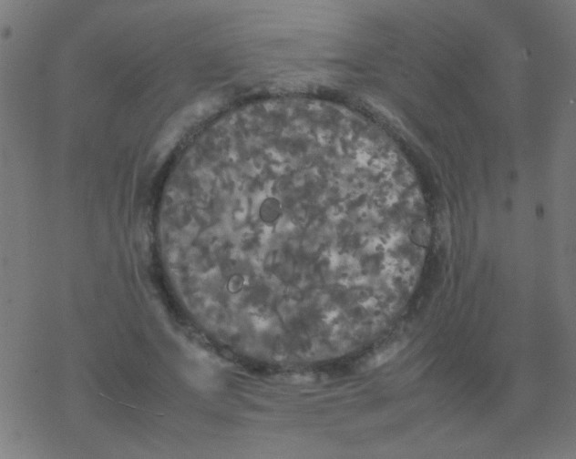 X0000077380687200611101730