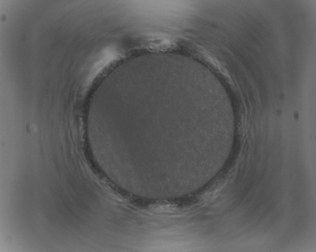 X0000077380689200611101730