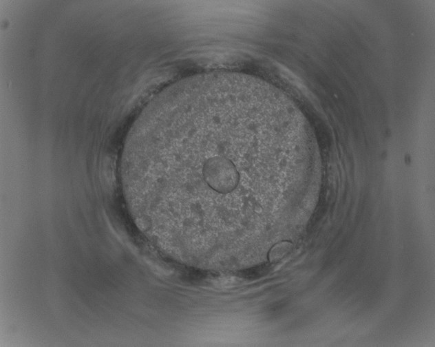 X0000077380695200611101730