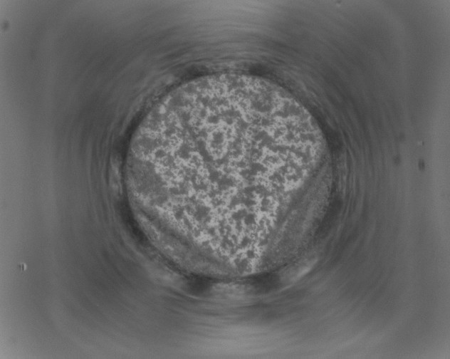 X0000077380699200611101730