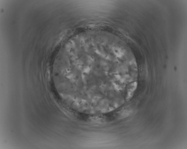 X0000077380703200611101729