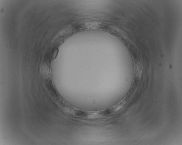 X0000077380705200611101729