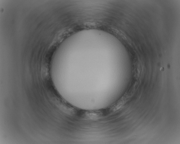 X0000077380706200611101729