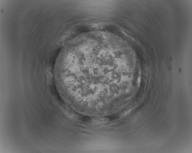 X0000077380707200611101729