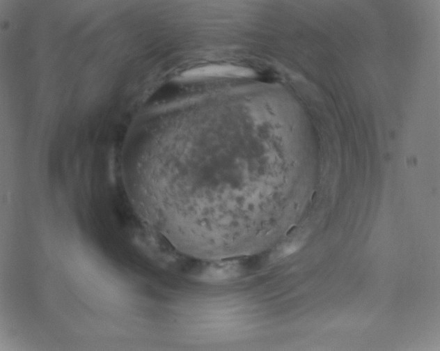 X0000077380720200611101729