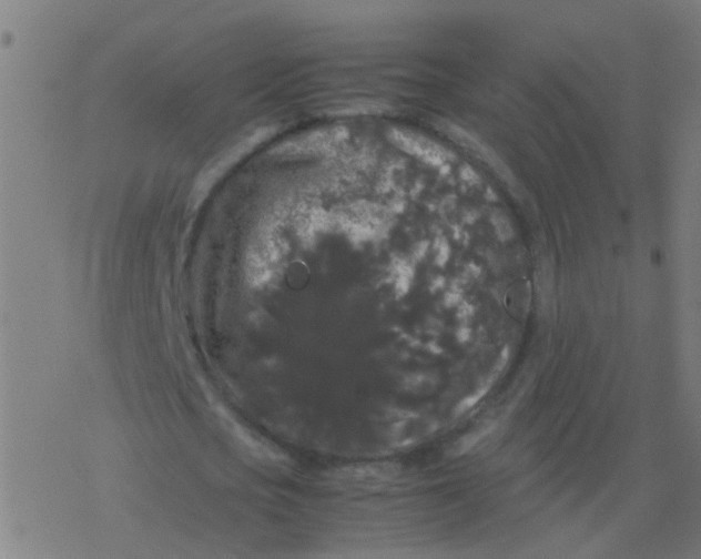 X0000077380721200611101728