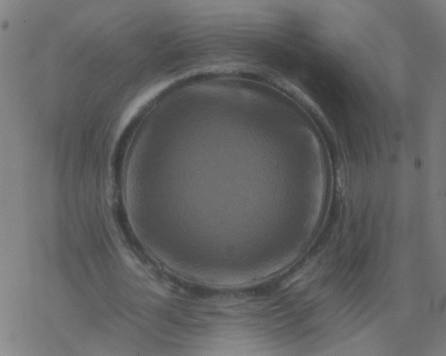 X0000077380724200611101728