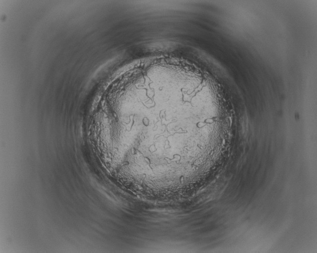 X0000077380733200611101729