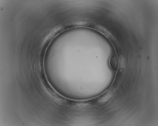 X0000077380734200611101729