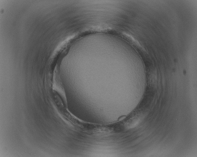 X0000077380736200611101729