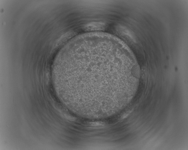 X0000077380741200611101729