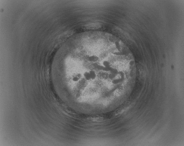 X0000077380745200611101729