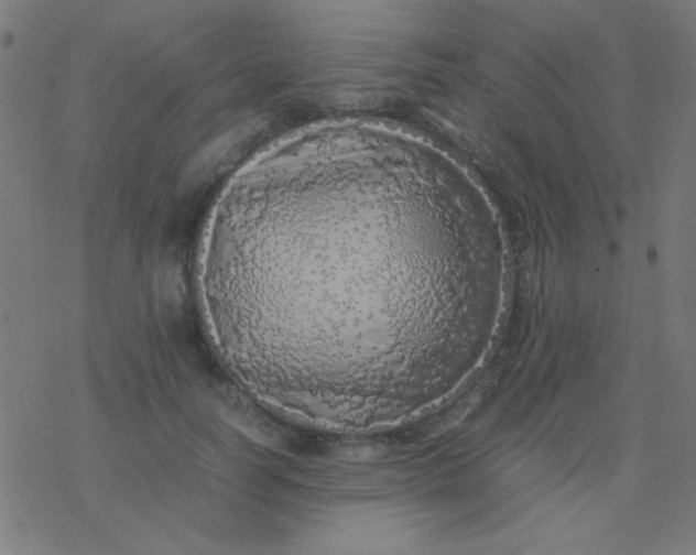 X0000077380746200611101729