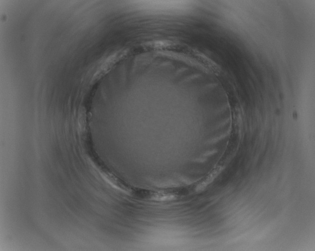 X0000077380760200611101729