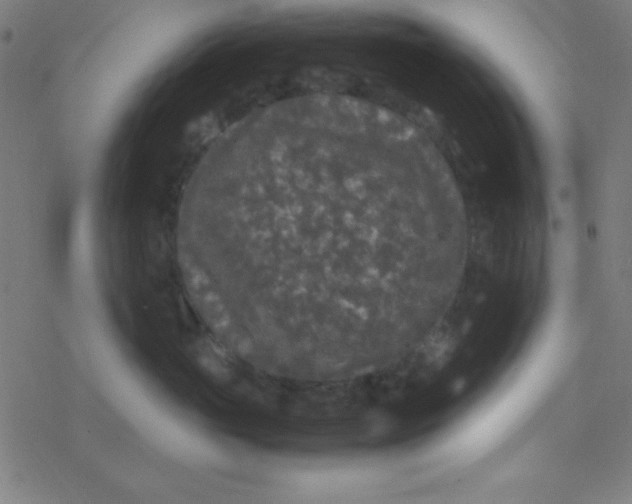 X0000077380765200611101729