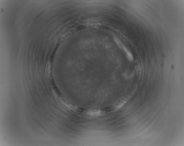 X0000077380767200611101729