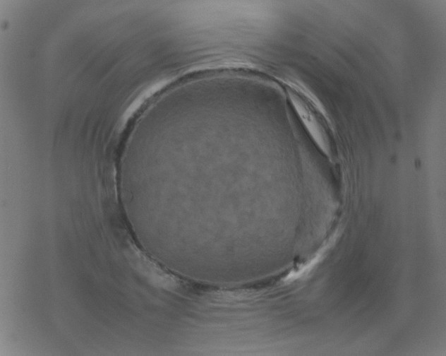 X0000077380781200611101728