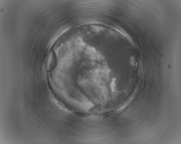 X0000077380806200611101728