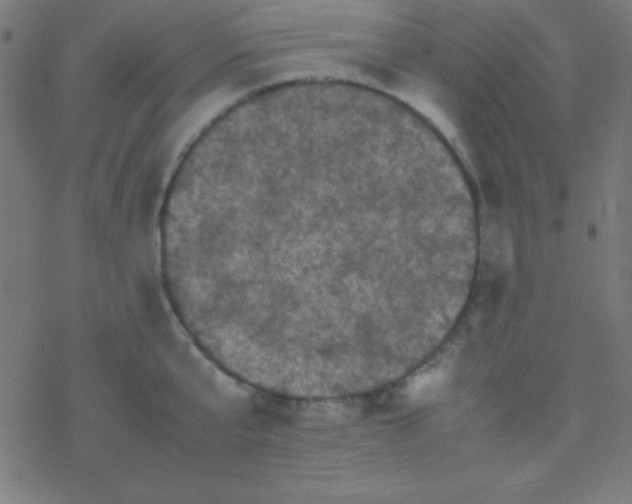 X0000077380807200611101728