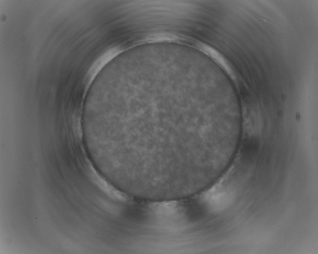 X0000077380810200611101728