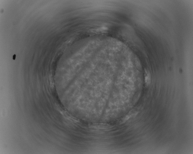 X0000077380819200611101727