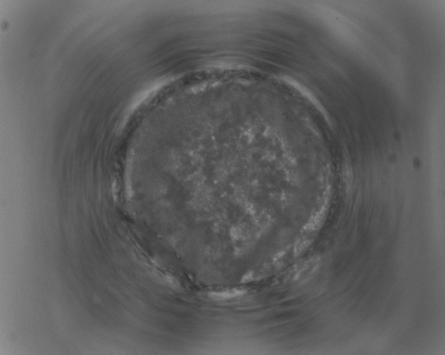 X0000077380823200611101727