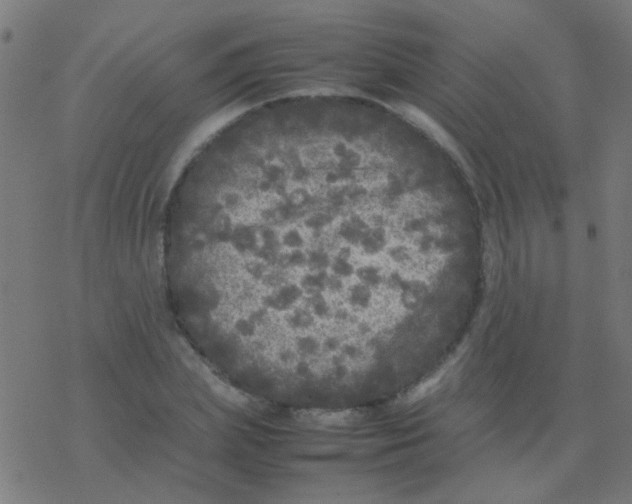 X0000077380831200611101727