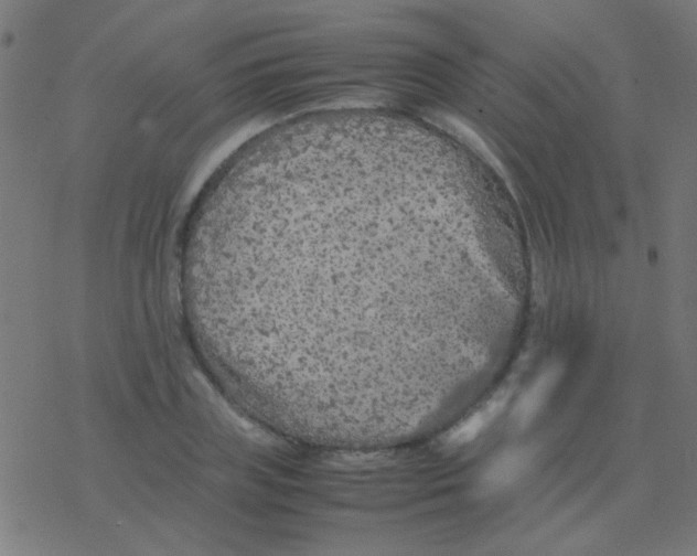 X0000077380835200611101727