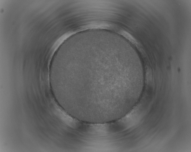 X0000077380836200611101727