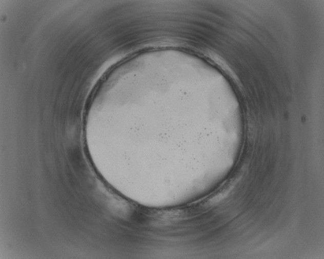 X0000077380845200611101727