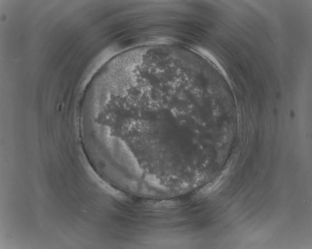 X0000077380851200611101727