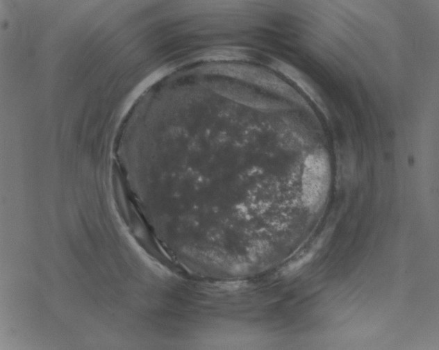 X0000077380853200611101727