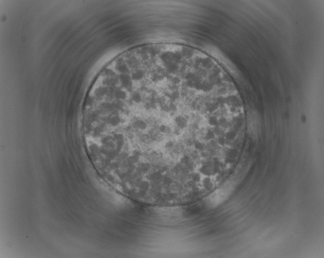 X0000077380856200611101727