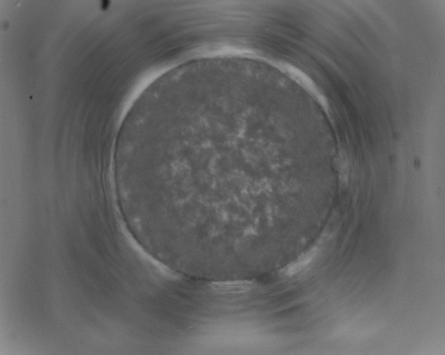 X0000077380863200611101728